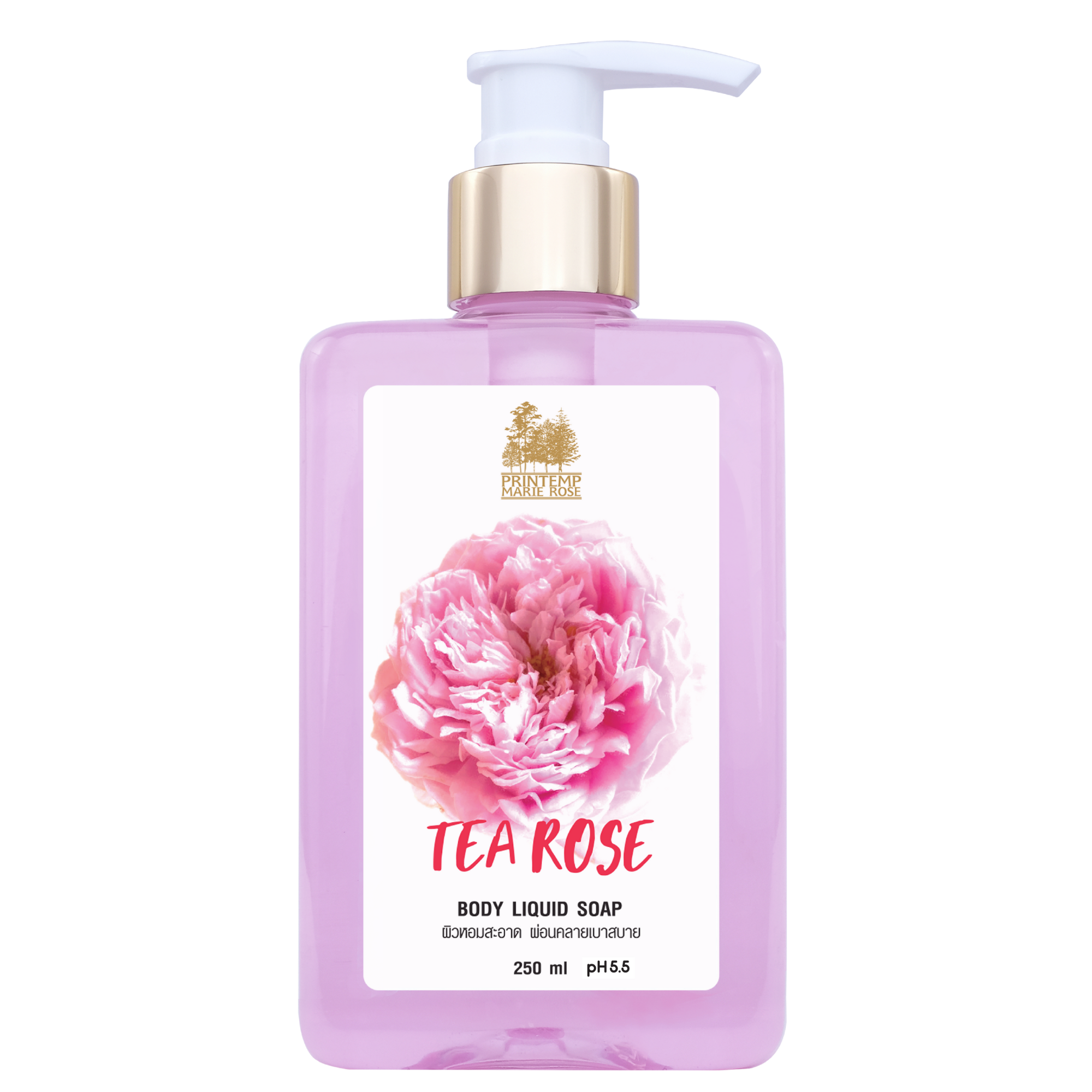 Rose H!Baby Shabetpoa Primaer5